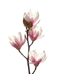  Light pink Magnolia flowers isolated on white background.