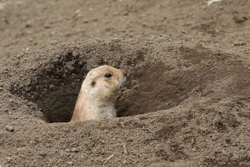 巣穴から外を見るプレーリードッグ