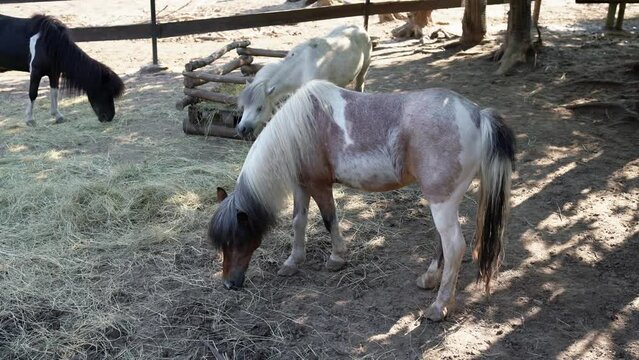 Several cute ponies of different colors walk around the paddock and eat hay on a bright sunny summer day. The concept of feeding animals - farming activities. Breeding and caring for small horses