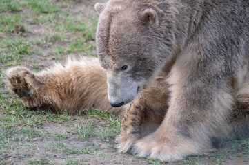 Fototapeta premium Polar Bear Sitting on the Ground