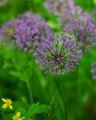 Closeup of purple Allium Violet Beauty blossom in a public garden