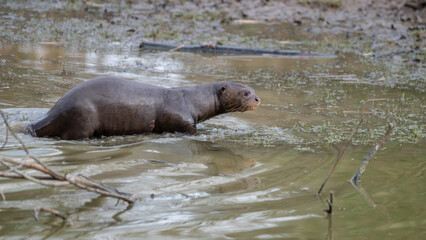 Fototapeta premium Giant Otter in Water