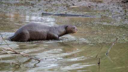 Giant Otter in Water