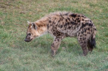 Spotted Hyena Standing on Grass