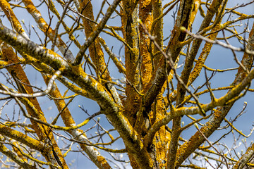 Tree with lichen on its branches