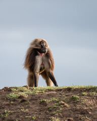 Male Gelada Monkey Standing on a Hill