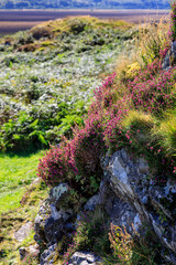 Heather on rocks at Fort Dalriada, Argyll, Scotland