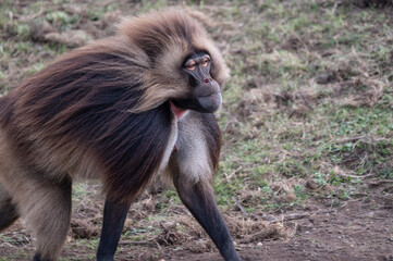 Male Gelada Monkey Walking on the Ground