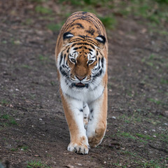 Amur Tiger Walking on the Ground
