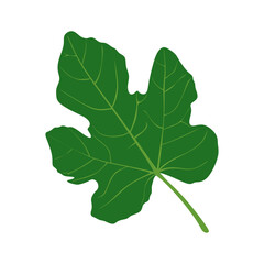 Fig leaf isolated on white background. fig leave in flat style illustration. vector illustration