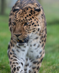 Amur Leopard Walking on the Ground
