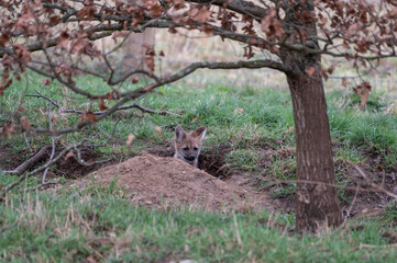 Young Maned Wolf Cub Coming out of its Den