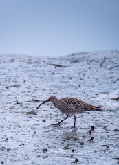 Curlew feeding on the mudflats 