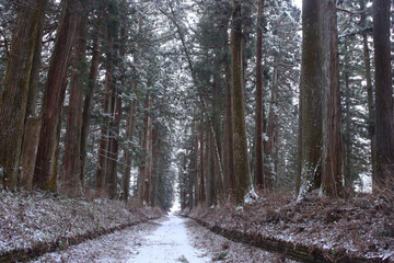 日光市　日光街道杉並木の雪景色