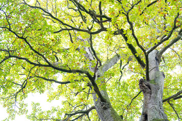 The oldest oak in France Le Chêne de Saint-Jean