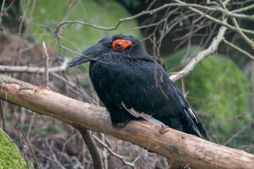 Southern ground hornbill Resting on a Tree Branch