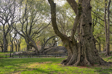 Central Park in spring, large trees near Mall