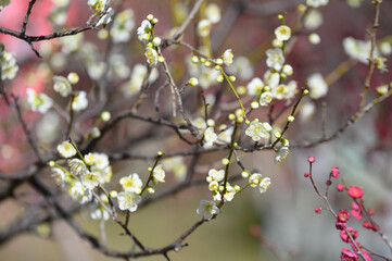 落葉高木の梅の木