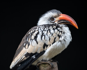Red-billed Hornbill Perched on a Wooden Post
