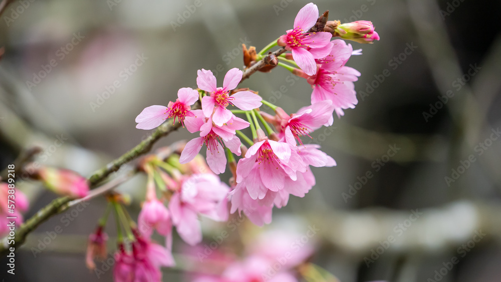 Poster Beautiful Fuji Mame Sakura Cherry Blossom blooming in Taiwan.