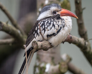Red-billed Hornbill Perched in a Tree