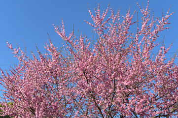 落葉高木の梅の木