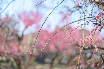 落葉高木の梅の木