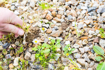 Mature woman hand taking out weeds plants from stones on floor