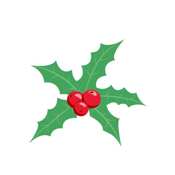 Holly. Christmas holly leaves and berries. Flat, cartoon, vector