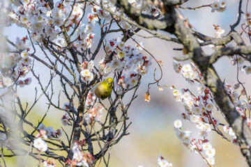●メジロと梅