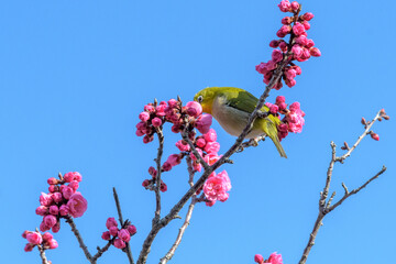 ●メジロと梅