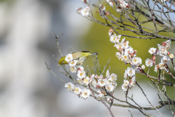 ●メジロと梅