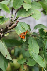 Orange and Black Spotted Butterfly Resting on a Leaf