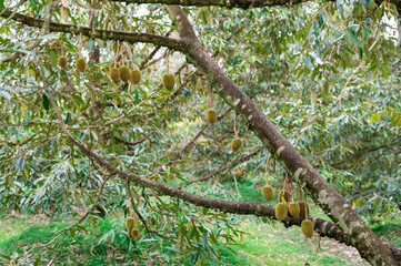 Many fresh small durian on tree in Chanthaburi, Thailand, king of fruit in Thai, product quality for export, small durians waiting to be planted until they are ready to be harvested