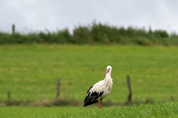 Stork in a field in Luxembourg