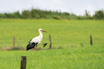 Stork in a field in Luxembourg