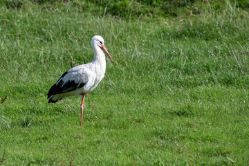 Stork in a field in Luxembourg