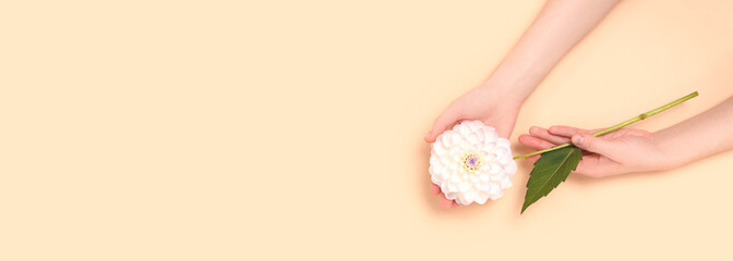 Banner with female hands hold white dahlia flower on a beige background. Minimal composition.
