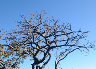 A beautiful tree against evening blue sky with clouds.