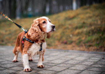 A red cocker spaniel dog stands on the alley. The dog has a leash and a leash around its neck. She stands on the background of blurred trees. January 2023 Lviv Harness manufactured by Wowdog