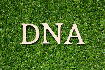 Wood alphabet letter in word DNA (abbreviation of Deoxyribonucleic acid) on artificial green grass...