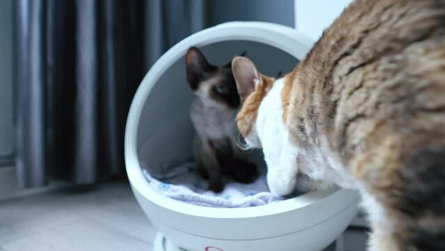 Two colored Devon Rex cats sitting in a modern heated round cat bed. High quality 4k footage