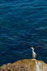 CORMORAN MOÑUDO (GULOSUS ARISTOTELIS) DESCANSANDO EN UNA ROCA
