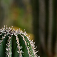 DETALLE DE UN CACTUS