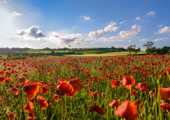 Mohnfeld blüht im Sommer bei blauem Himmel. 