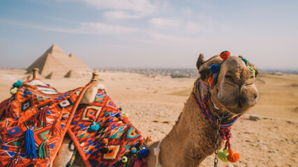 Camels In the Cairo Desert