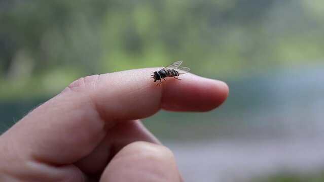 Eupeodes on Human Finger. Small Hoverfly on Hand Outside.