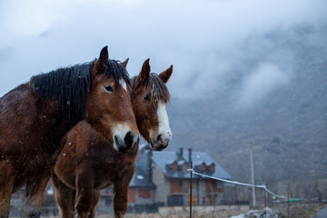 caballo yegua