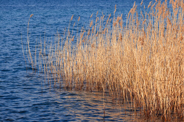 Fototapeta na wymiar Yellow dry reeds standing in the blue water of the lake