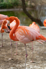 Naklejka na ściany i meble Flamingo resting with his group